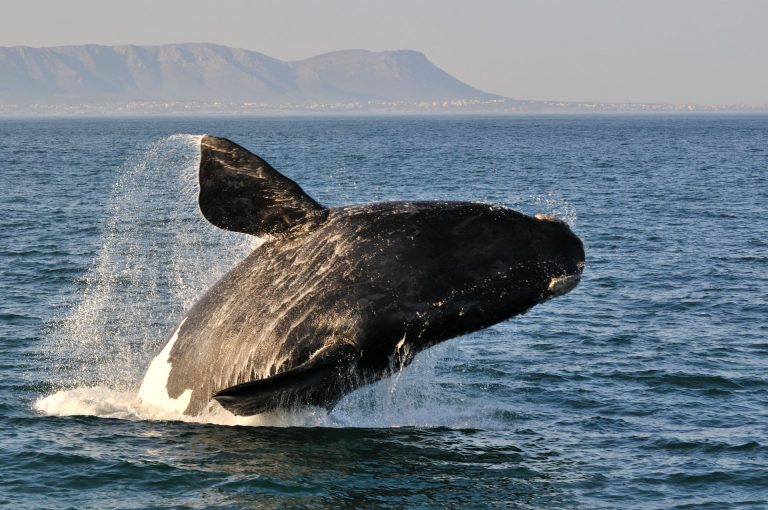 Suedafrika Hermanus Wale beobachten