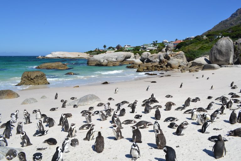 Suedafrika Kapstadt Penguins