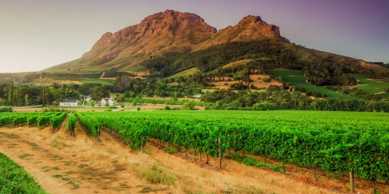 Suedafrika Stellenbosch Wein Region