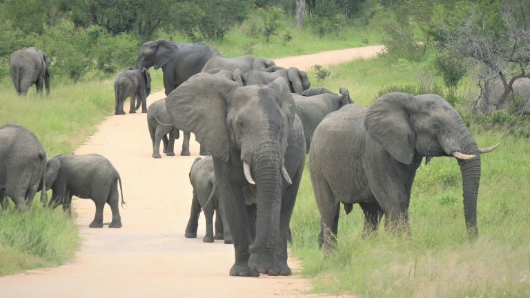 Suedafrika Elefanten Familie