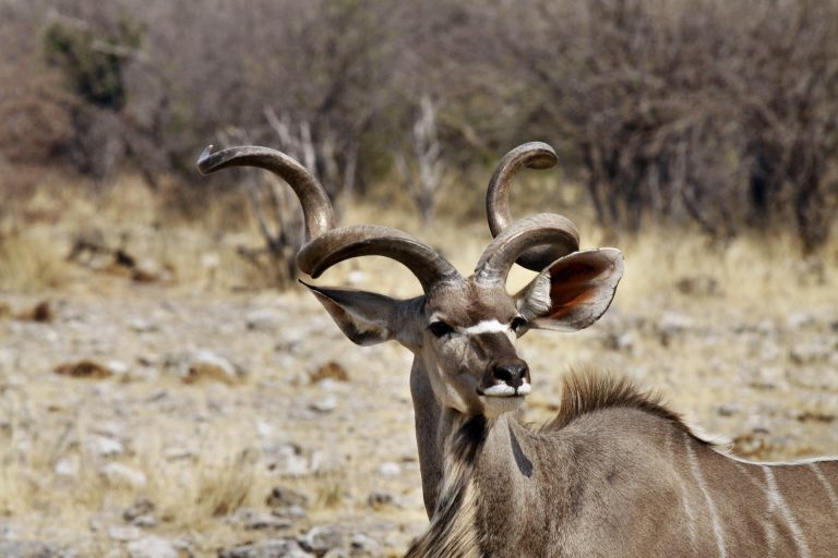 Namibia Kudu im Etosha Nationalpark