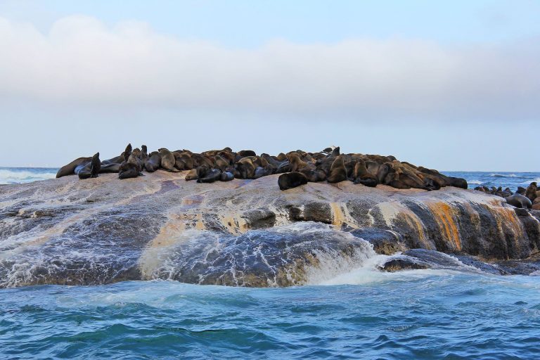 Haut Bay Seal Island