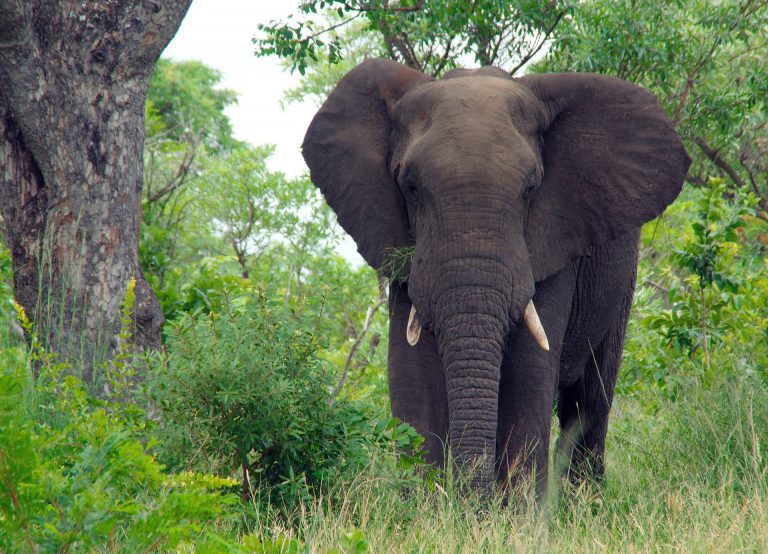 Kruger Elefant Bulle