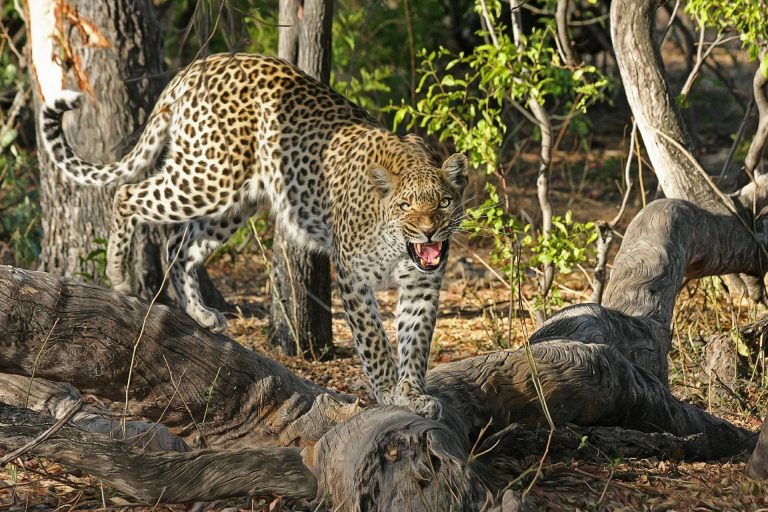 Kruger Leopard Mutter
