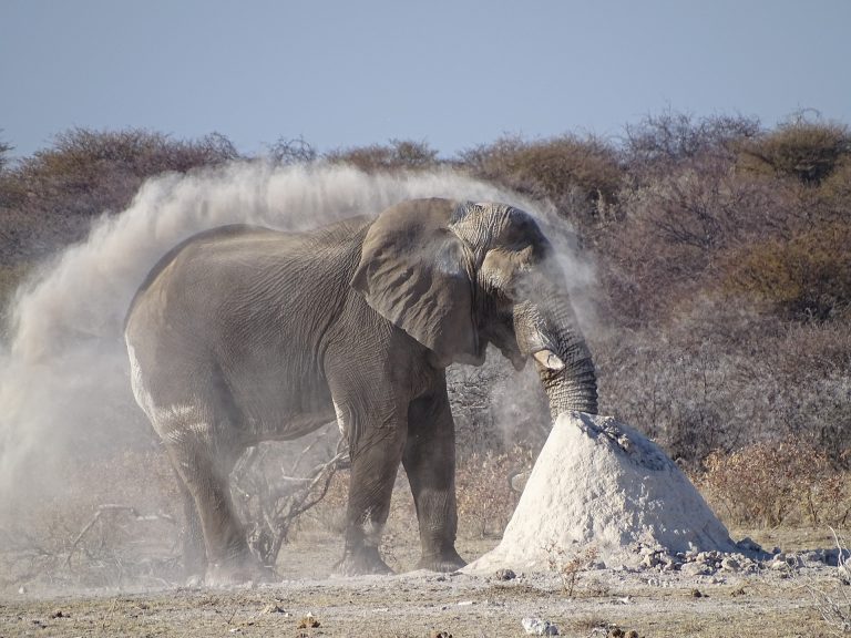 Namibia Elefant im weissen Staub