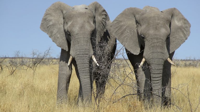 Namibia Etosha Nationalpark Elefanten