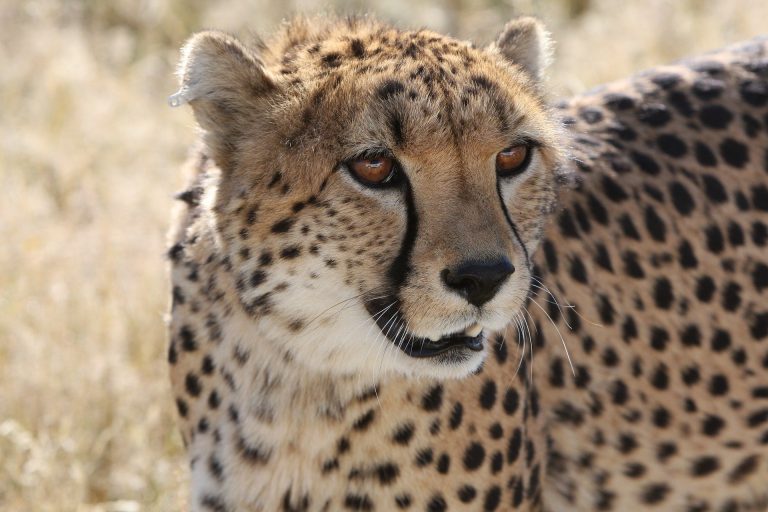 Namibia Gepard auf der lauer