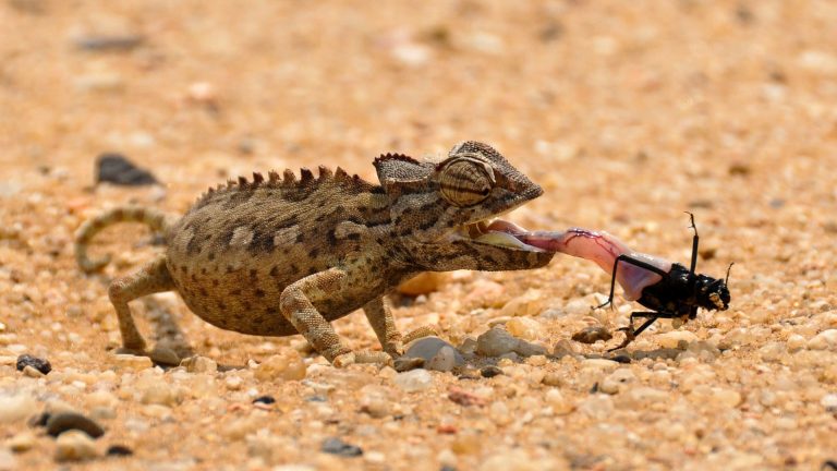 Namibia Kameleon frisst einen Kaefer in der Namib Wueste