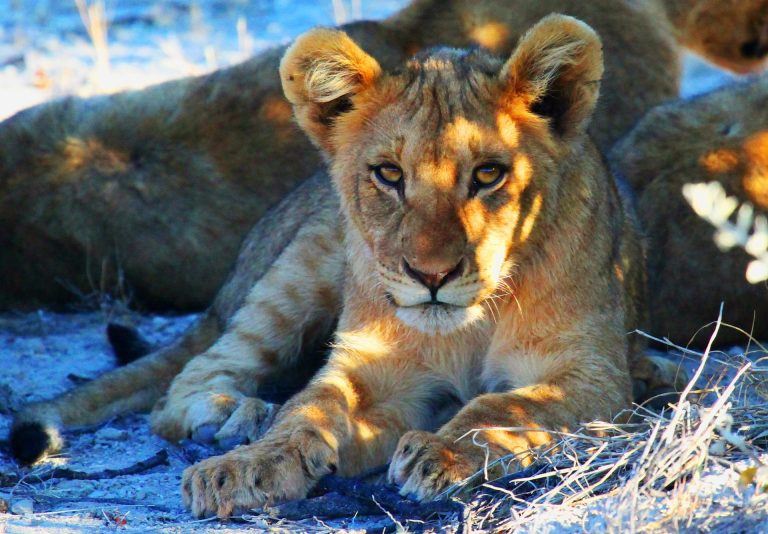 Namibia Loewe Baby im Etosha Nationalpark