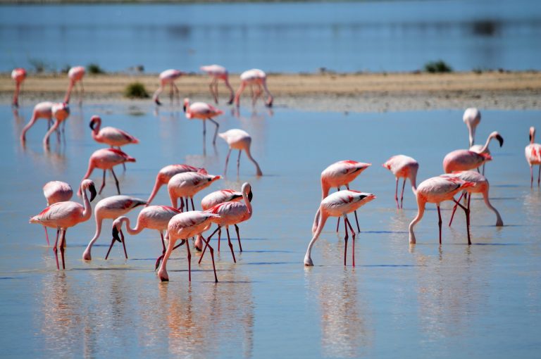 Namibia Walvis Bay Lagune Flamingo