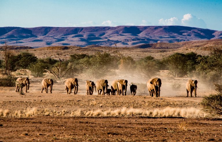 Namibia Wuestenelefanten Familie