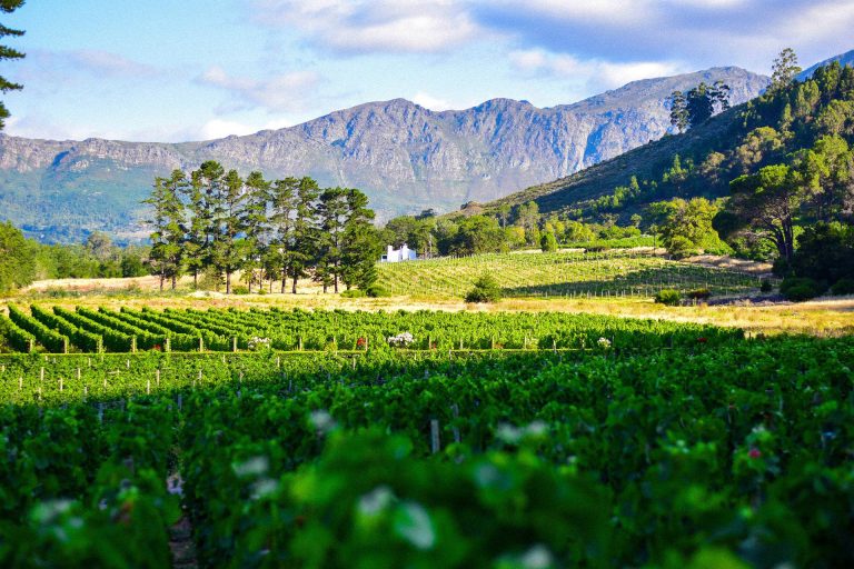 Stellenbosch Wein Farm