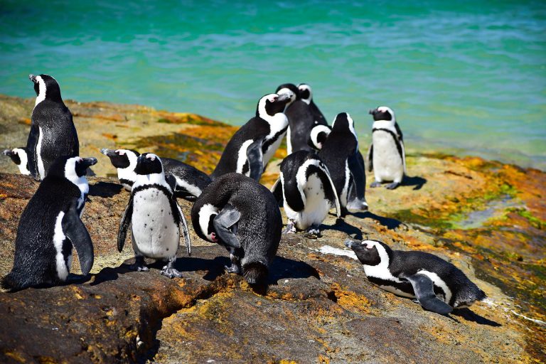 Suedafrika Pinguine in Bettys Bay