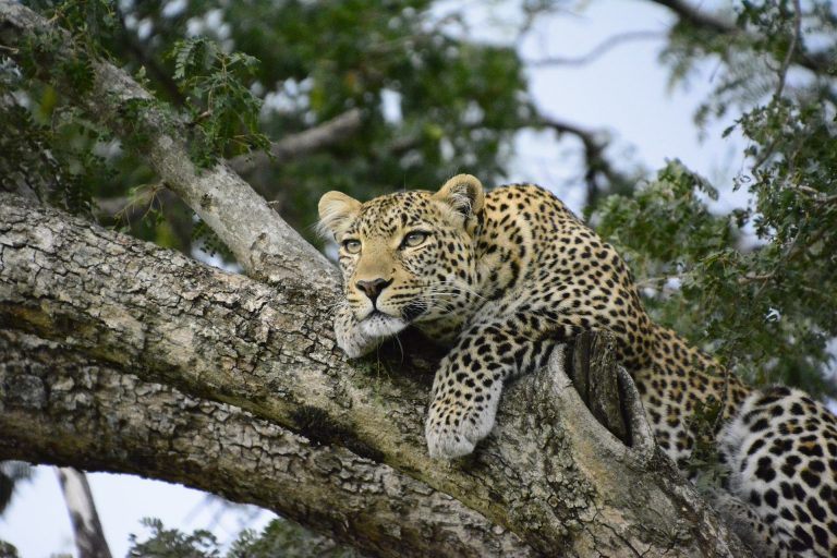 Sambia Leopard